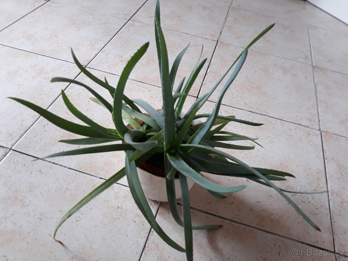 Aloe vera - trsy s kořínky - 2