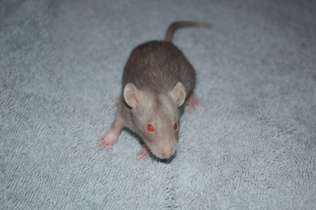 Potkan, potkánek, potkánci s VP - 2