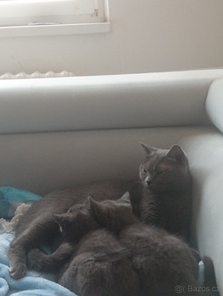 Britská krátkosrstá koťátka - 2