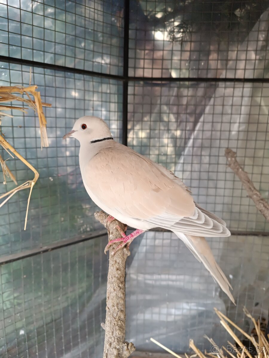 Hrdličky chechtavé - 2