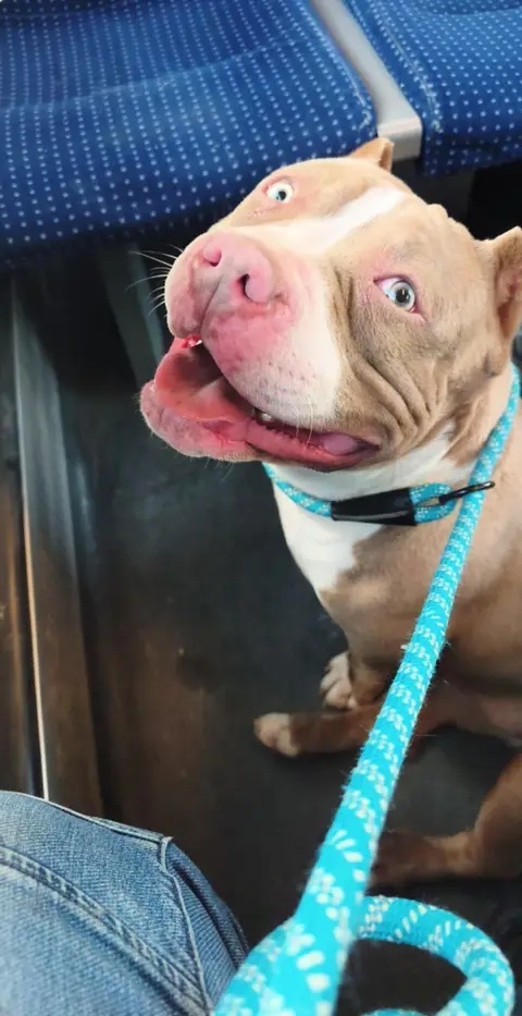 American bully pocket standart bez pp - 2