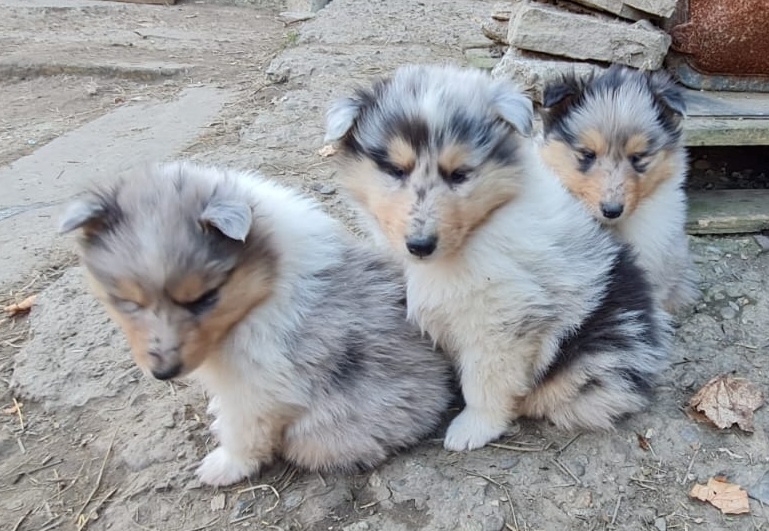 Kolie dlouhosrstá - 2