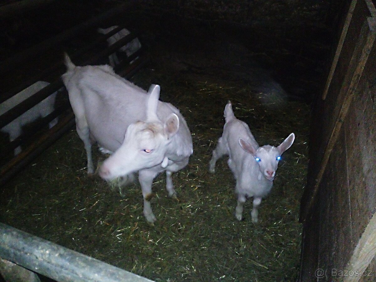 Prodám kozu s kůzletem - 2