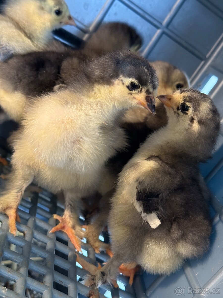 Kuřata Brahman - 2