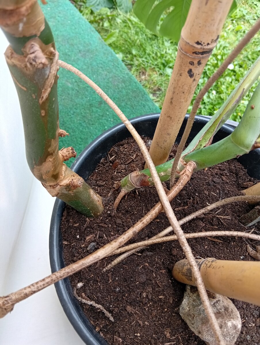 Monstera - 2