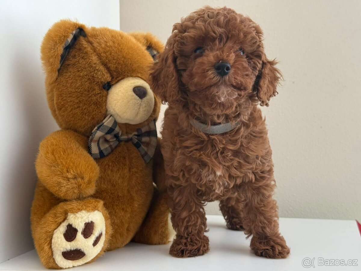 Toy pudl red brown - 2