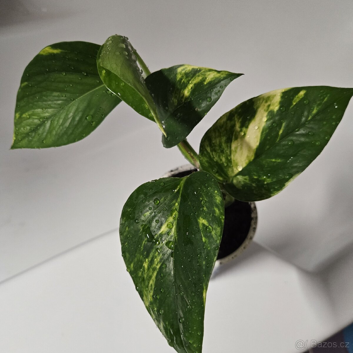 Epipremnum aureum, sadička - 2