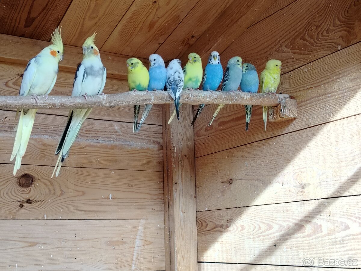 Andulka Vlnkovaná - 2