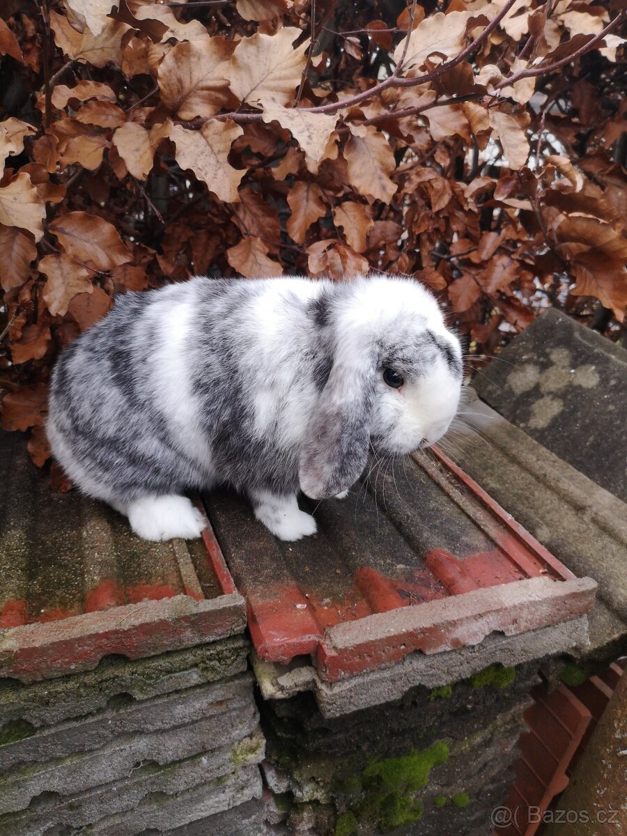 Zakrslý beran rhönský - 2