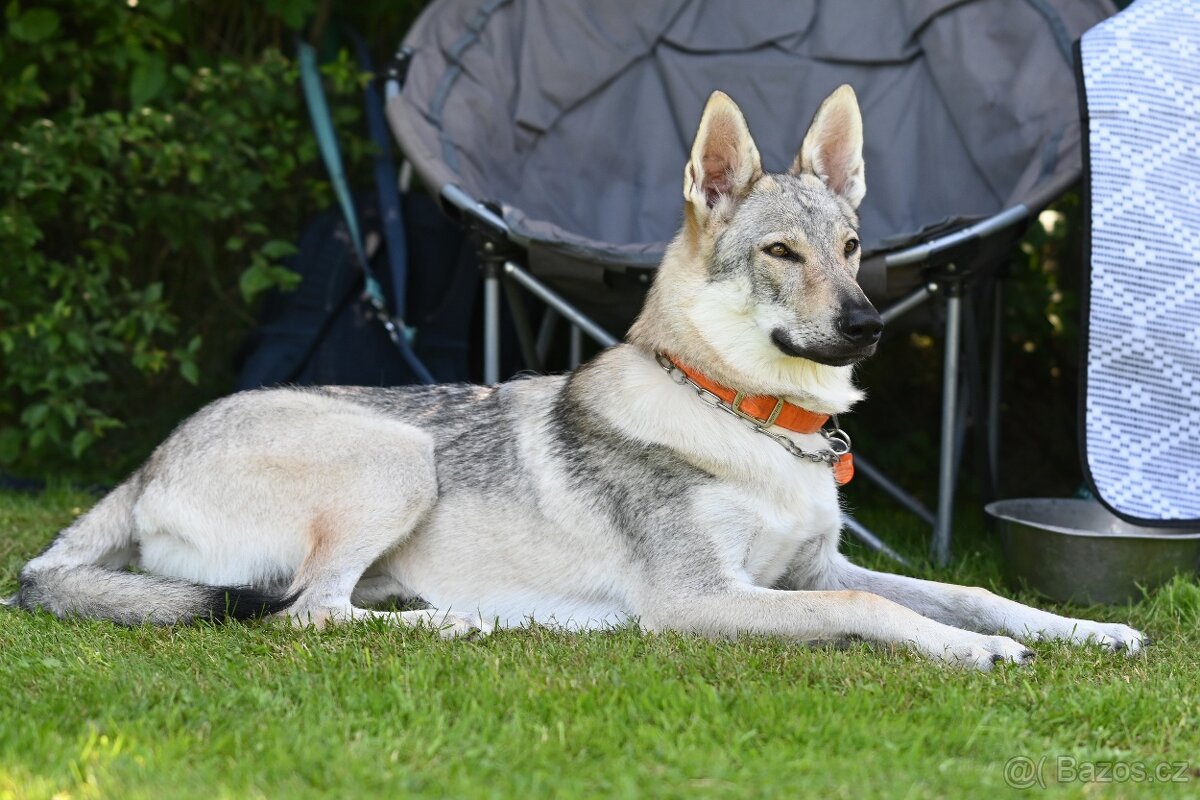 Československý vlčák - 2