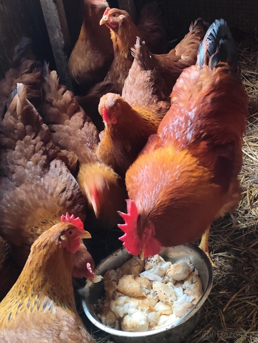 Násadová vejce hempšírek - 2