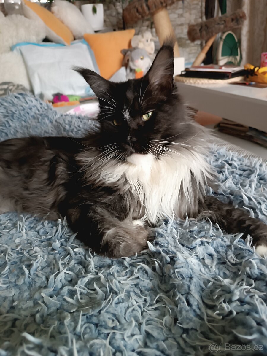 Mainska myvali s PP - 2