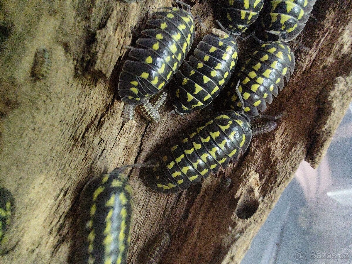 Isopody - stínky: Armadillidium Gestroi - 2