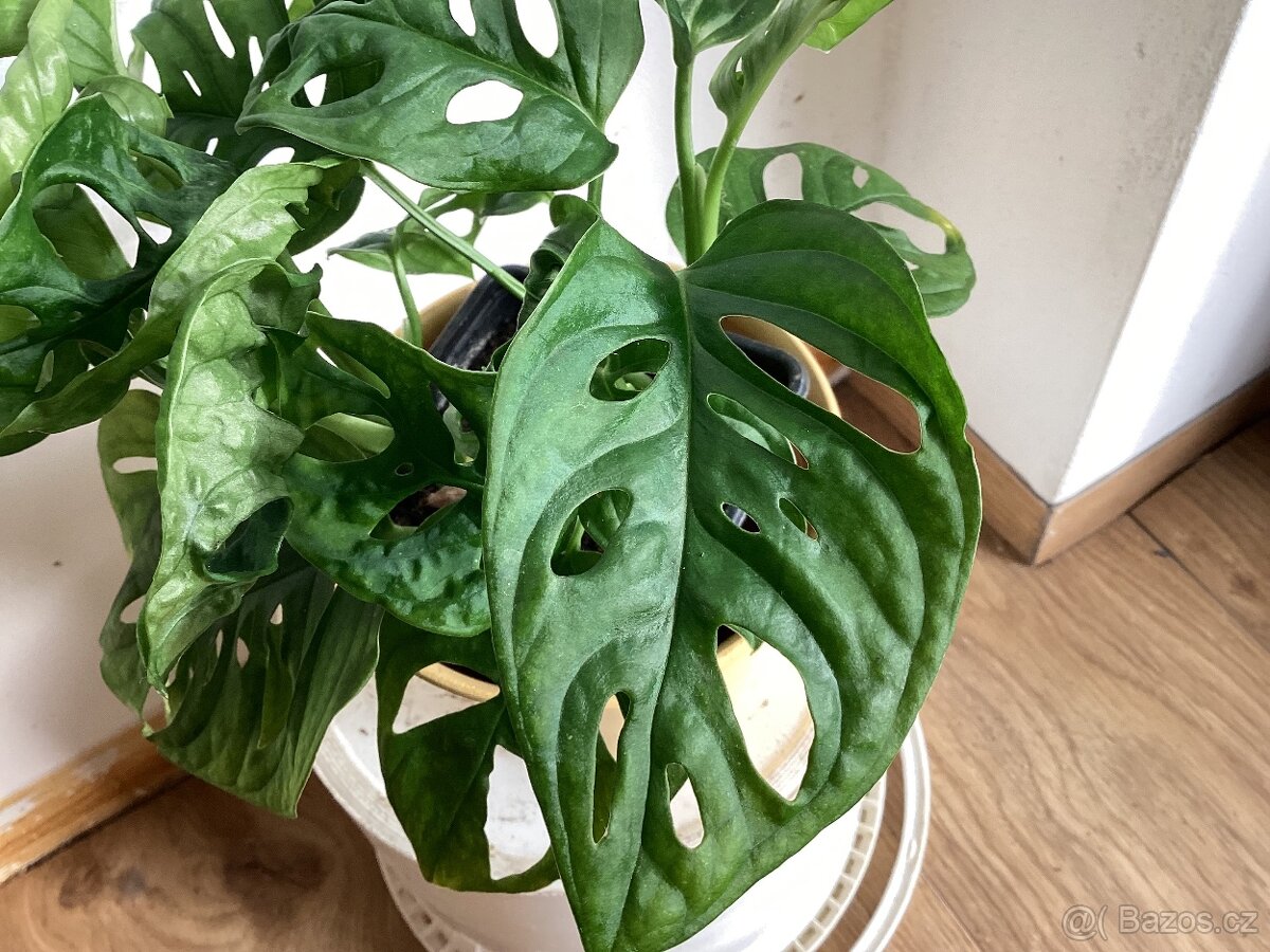 Monstera Monkey - 2