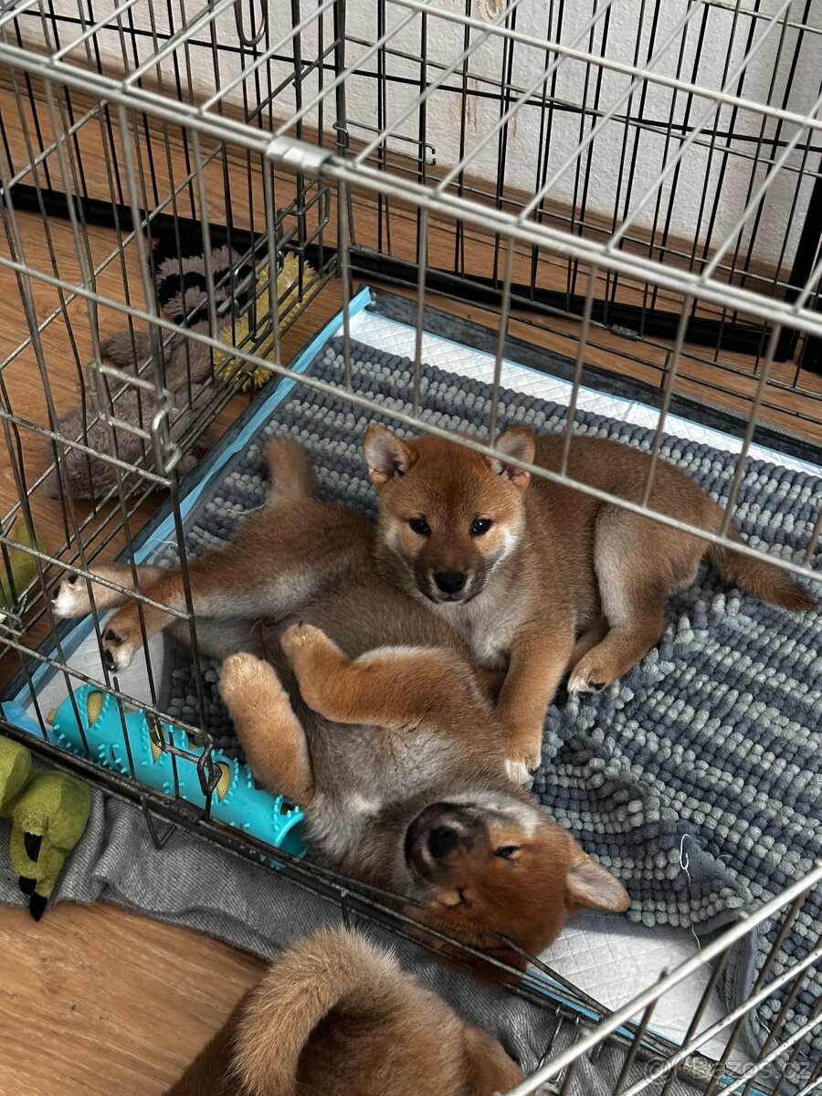 Shiba inu s PP k odběru - 2