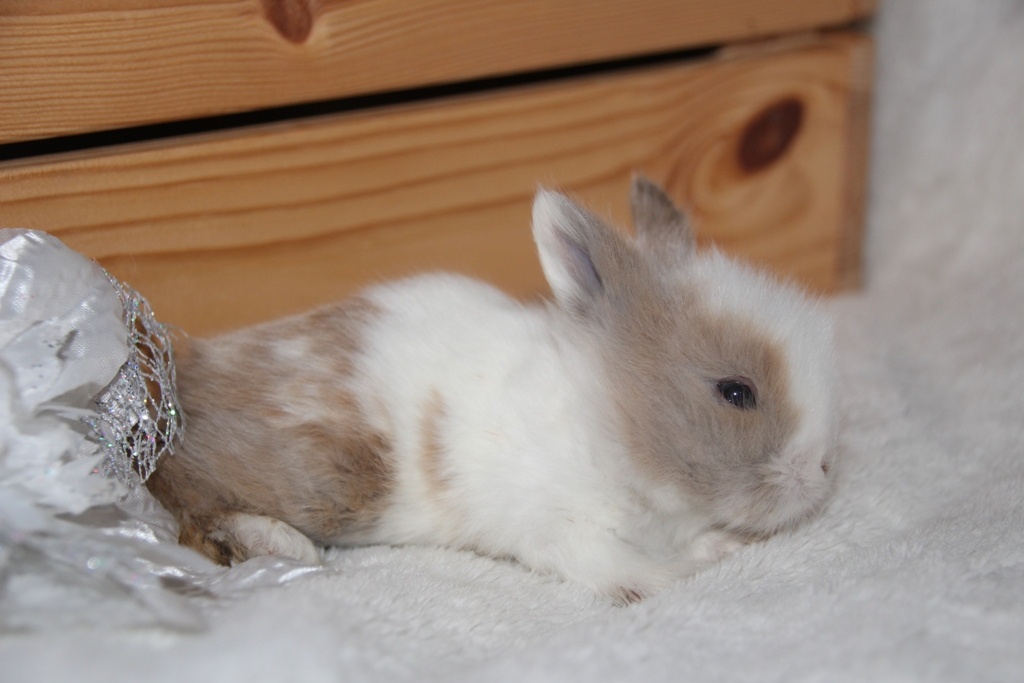 Vánoční miminka králíčků - zakrslí lvíčci, teddy - 2