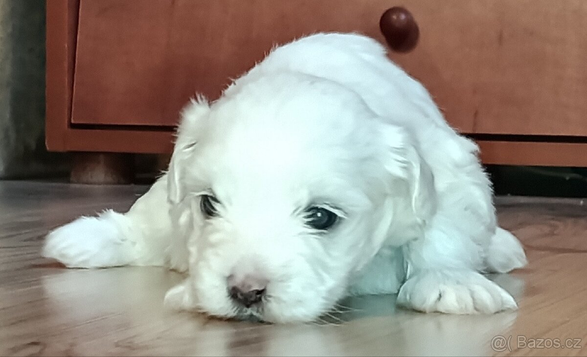 Maltézský psík/maltézáček (bez PP) - 2