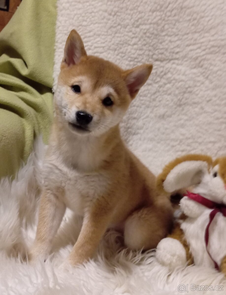 Shiba inu, štěňátko, fenečka bez PP. - 2
