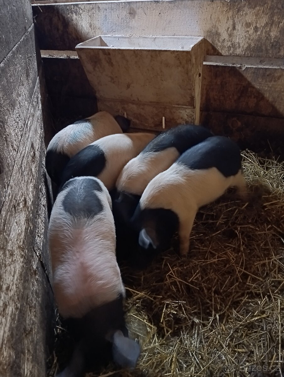 Přeštické seleta- - 2