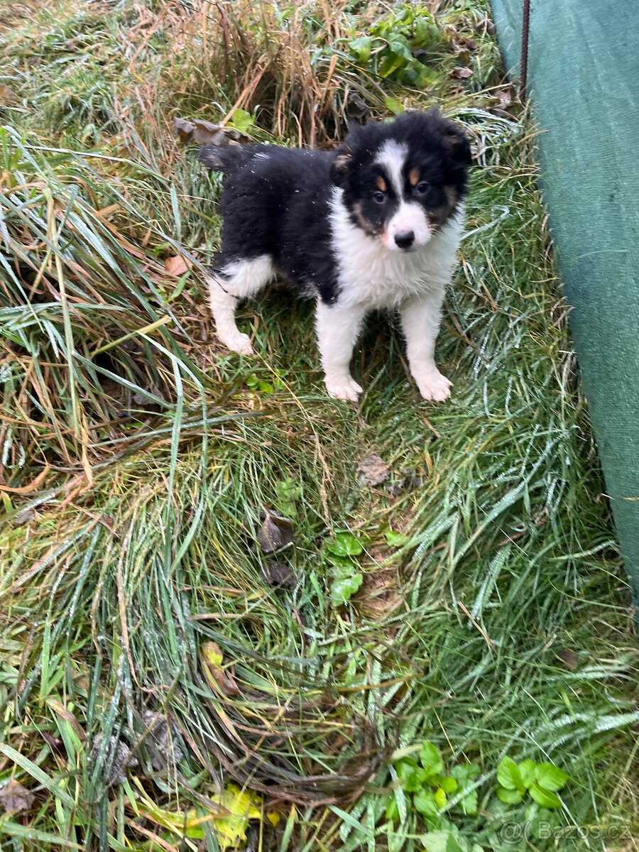 Border kolie bez pp - 2