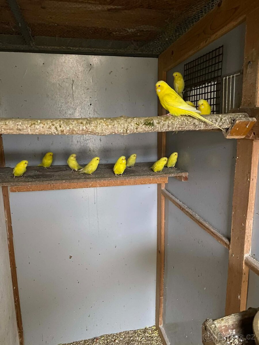 Prodám andulky vlnkované - 2