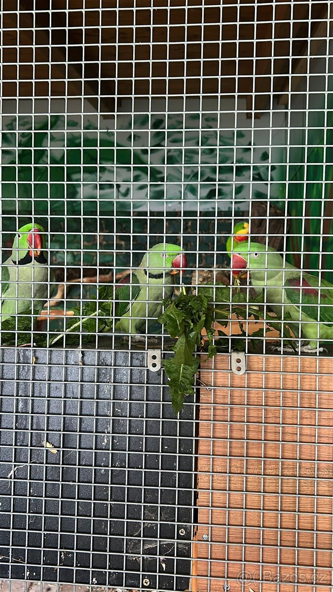 Alexandr veliký - 2