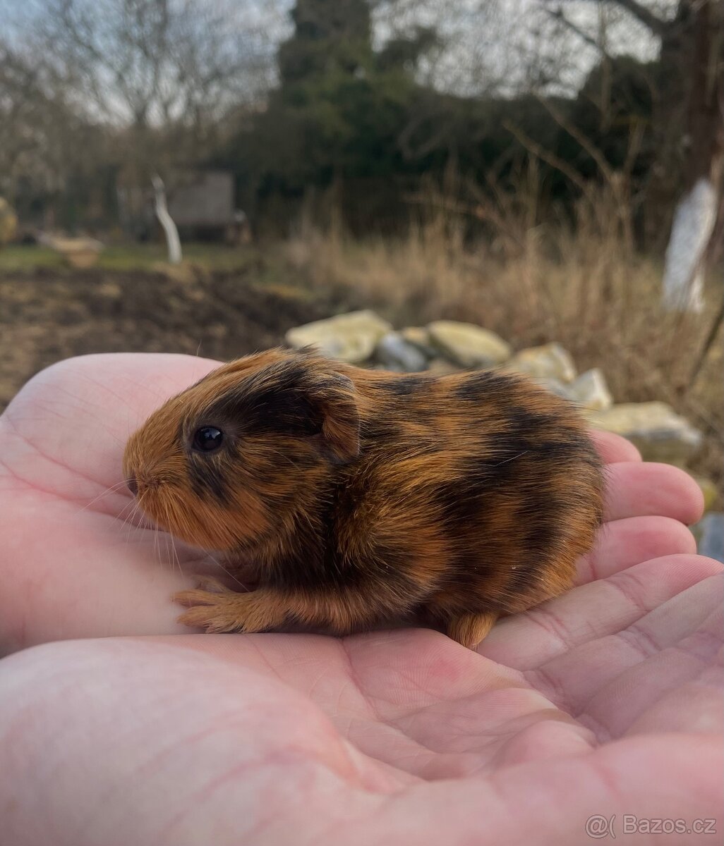 morče - samičky - 2