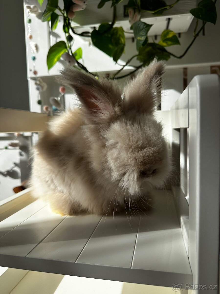 Anglická Angora - 2