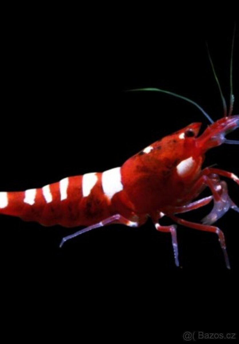 Prodej krevetek a doplňků - 2