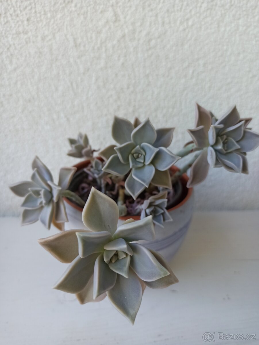 Graptopetalum - 2
