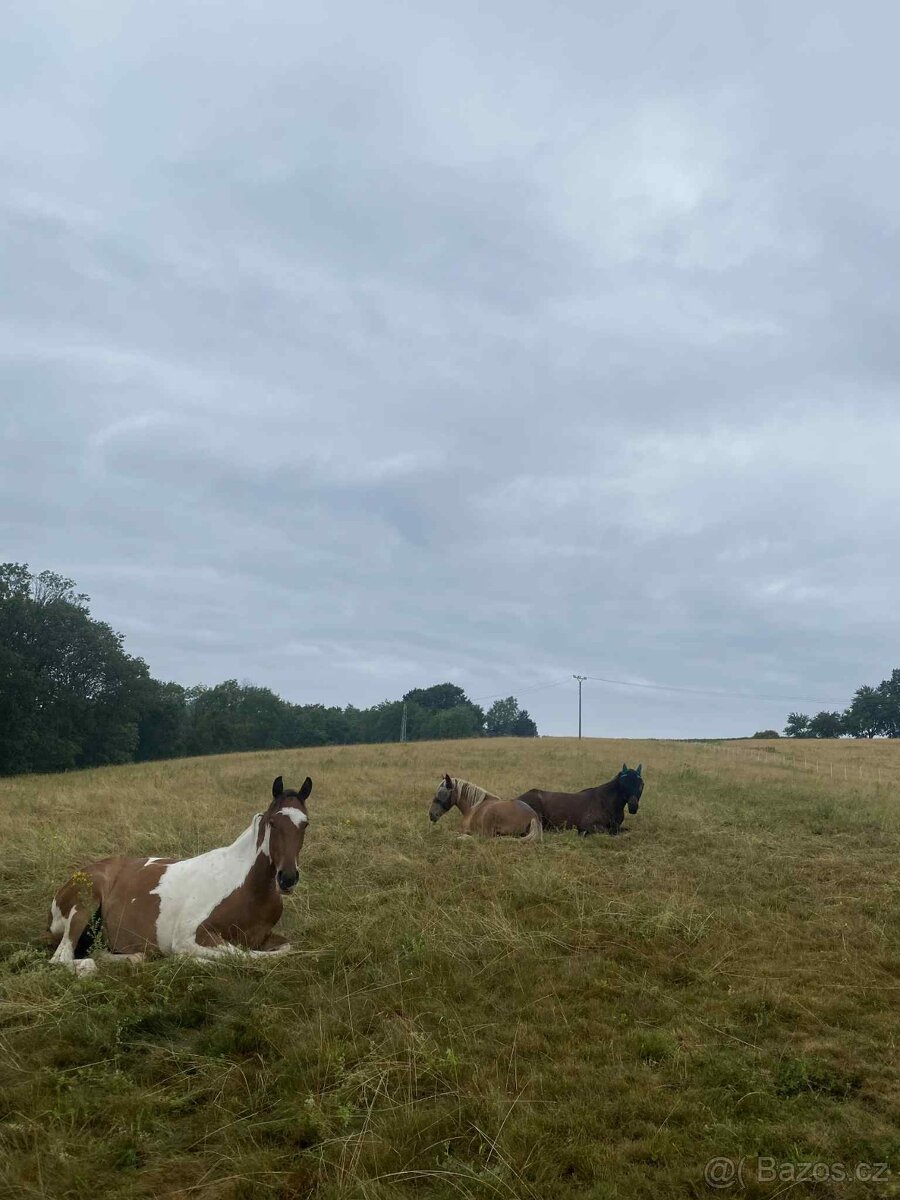 Ustájení koní - 2