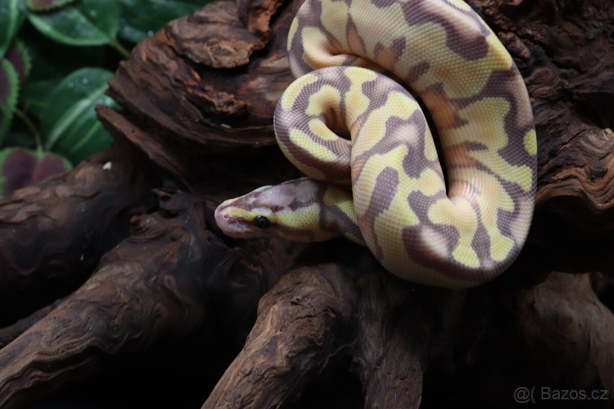 Krajta královská - samice - Banana Enchi Pastel - 2