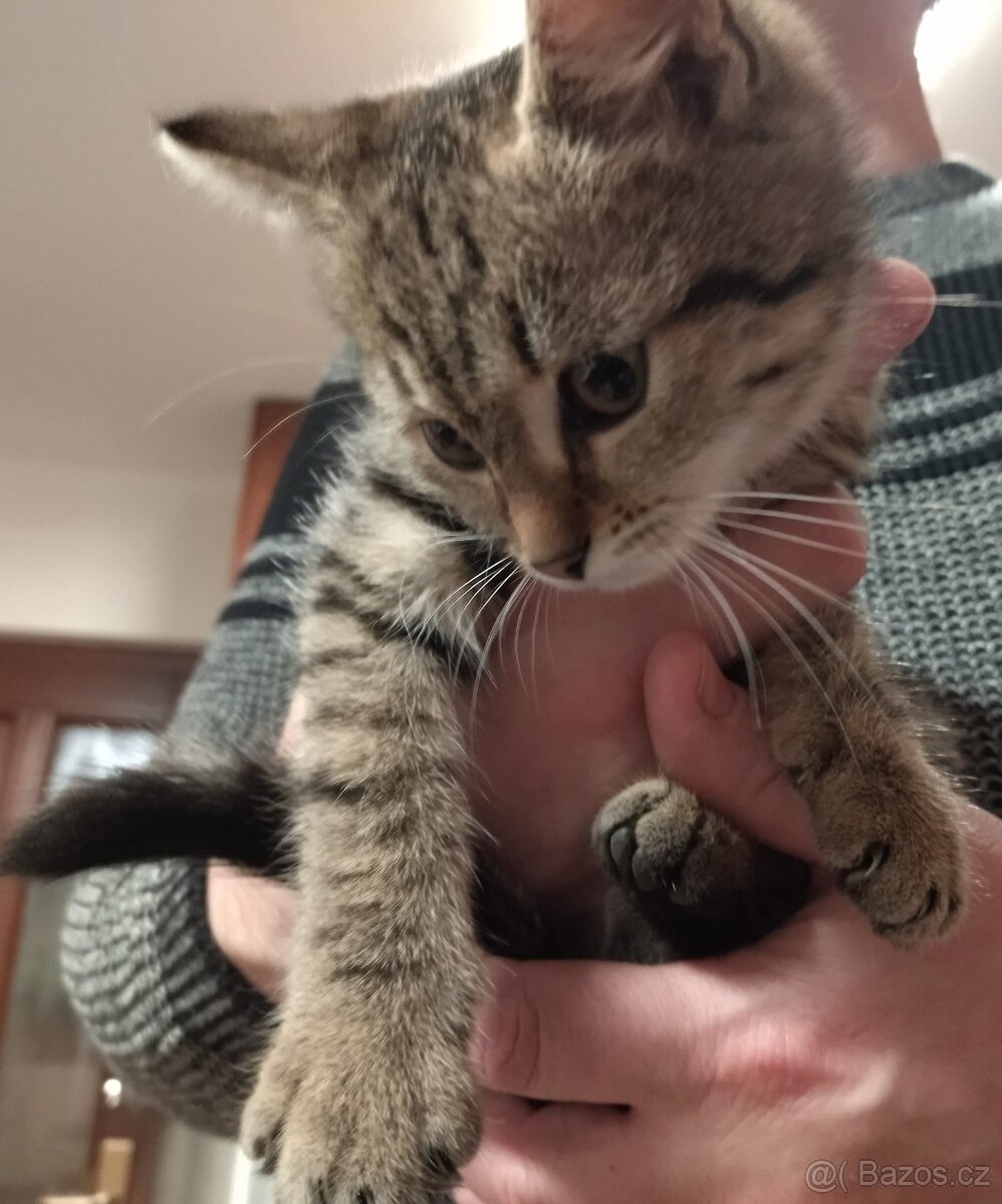 Kočička a kocourek - kotě, koťata, kočka domácí - 2