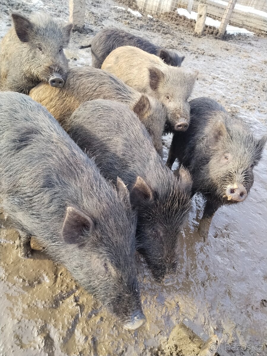 Prase divoké - 2