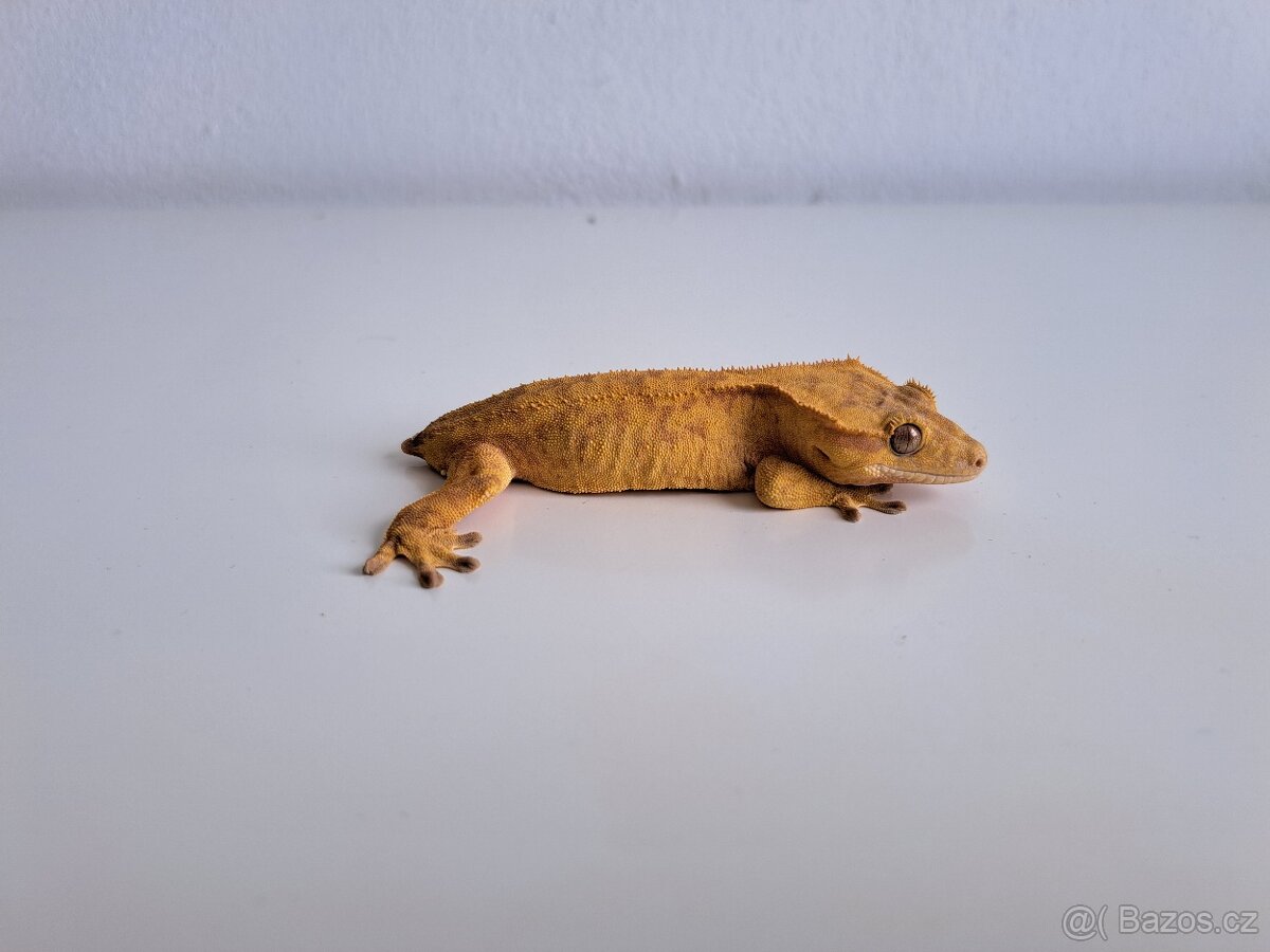 pagekon řasnatý - 2