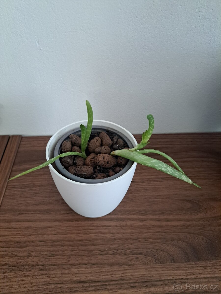 Rostlinka aloe vera - 2