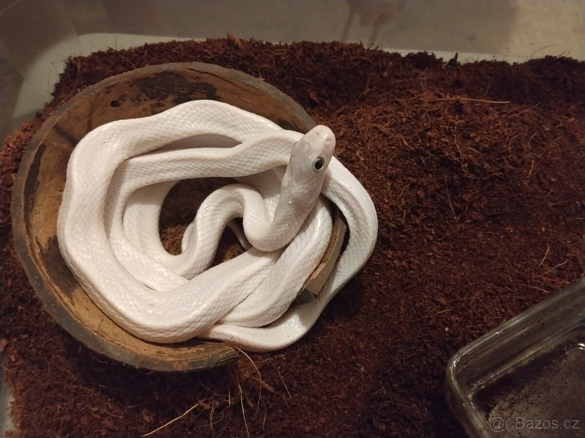 Leucistic - 2