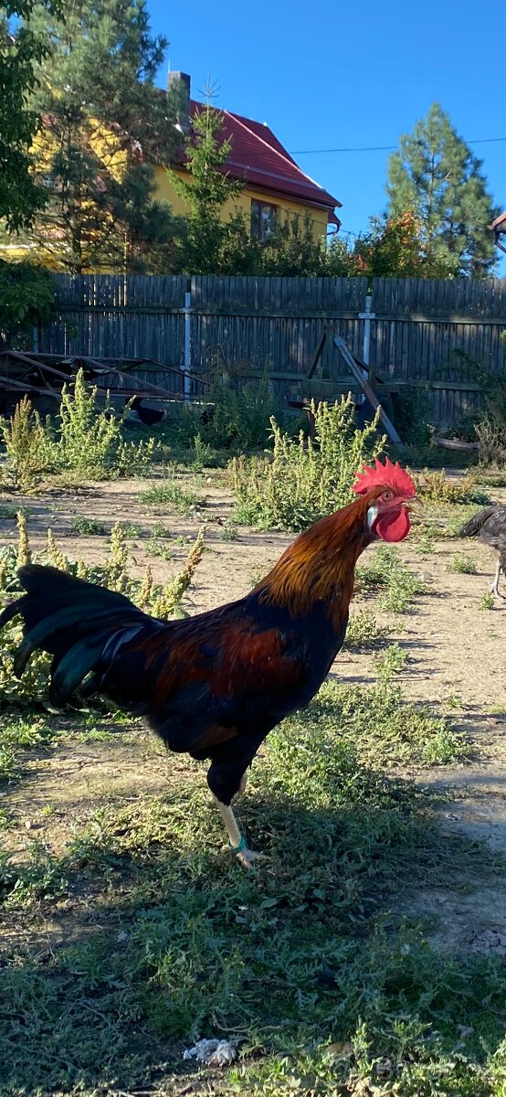 Prodám letošní kohouty - 2