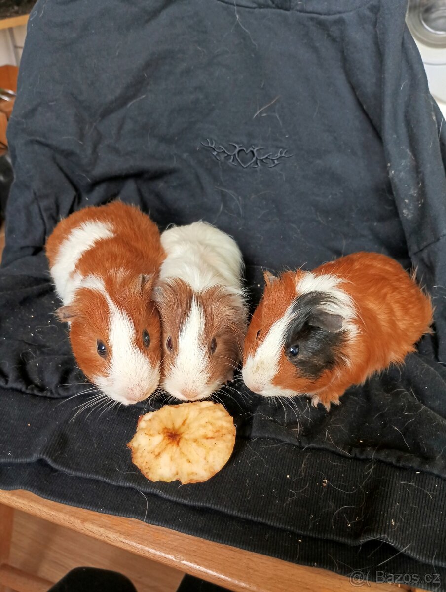 Prodáme morčata - 2