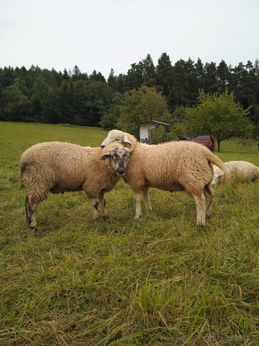 Letošní berani nejlépe na chov - 2