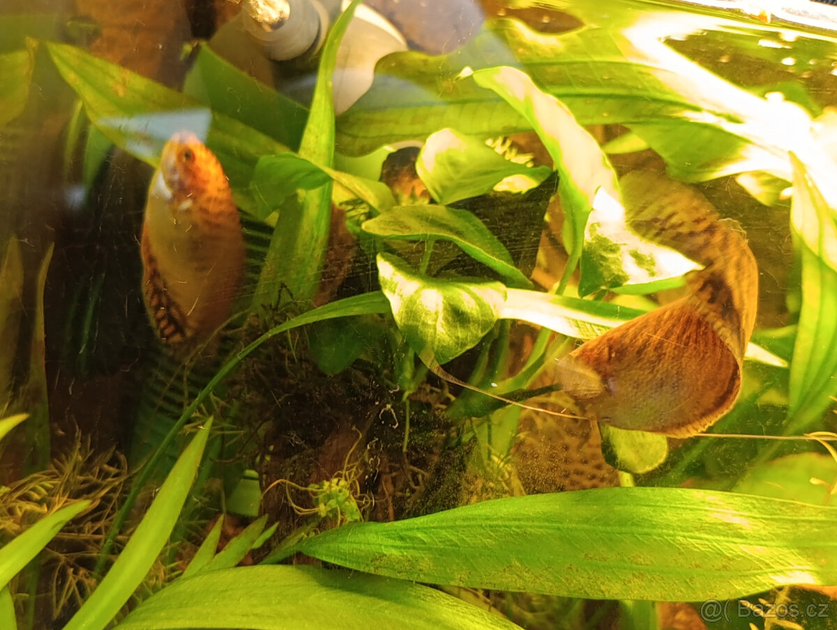 Čichavec zlatý - Daruji - 2