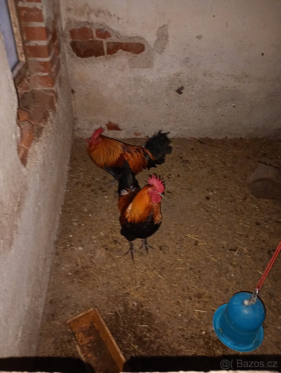 Kohouti - 2