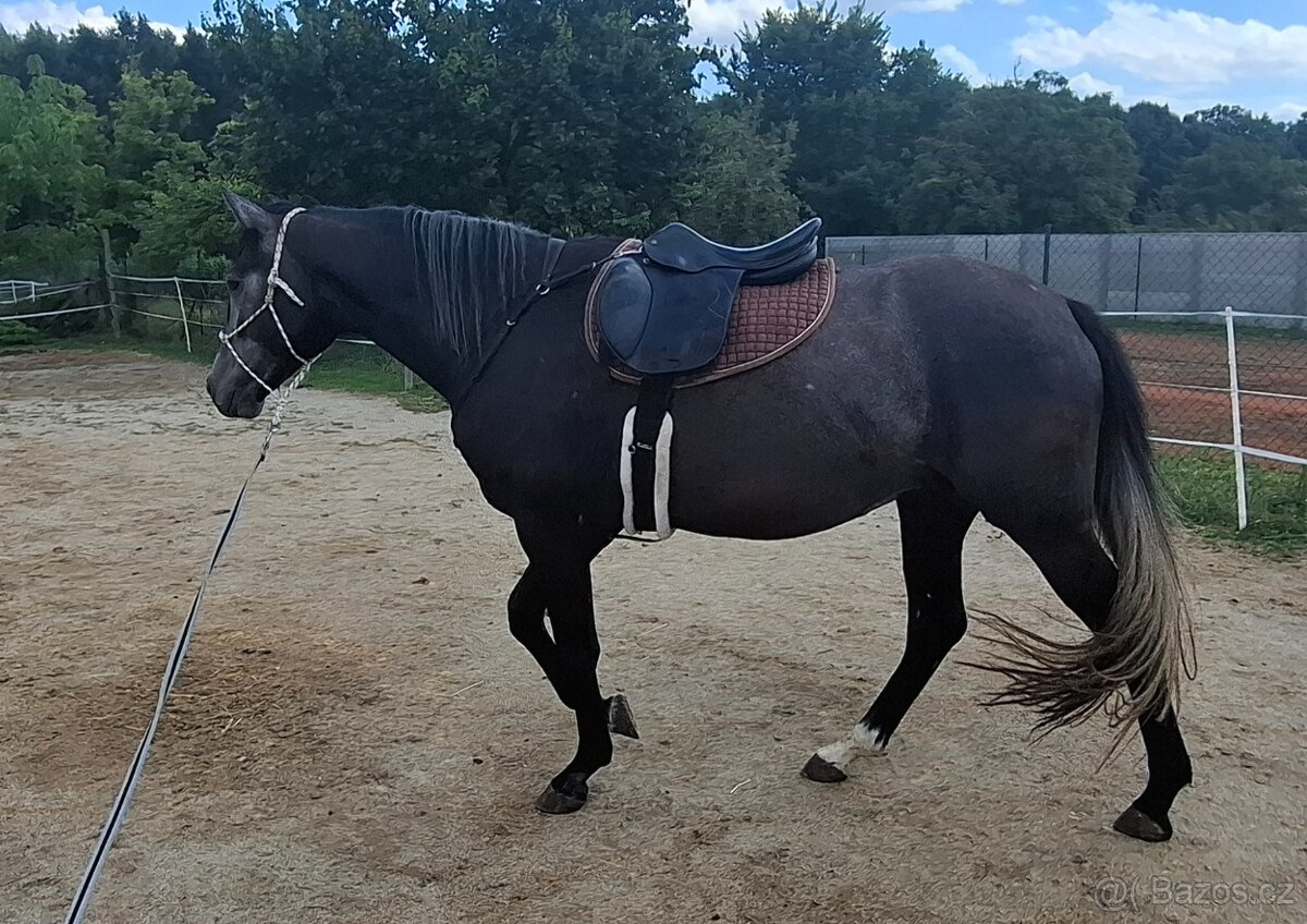 Prodám líbivého valacha - 2