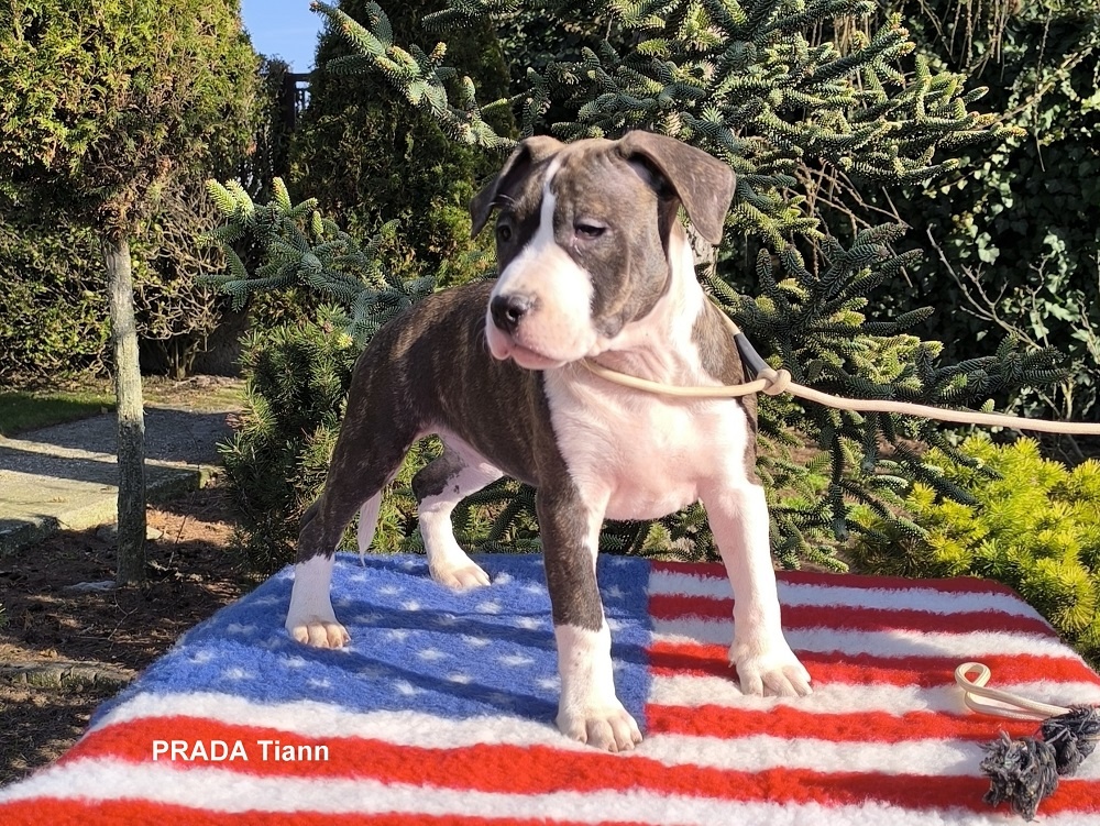 AMERICKÝ STAFORDŠÍRSKY TERIÉR s PP - 2