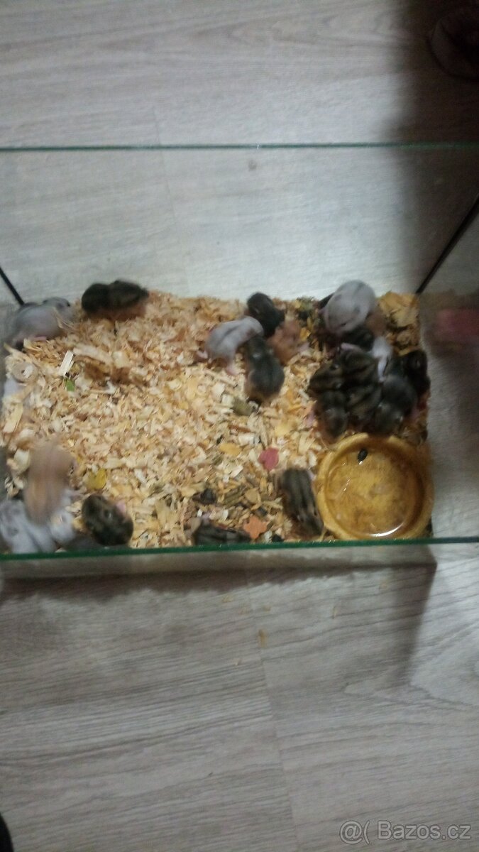 Dzungarsky křeček - 2