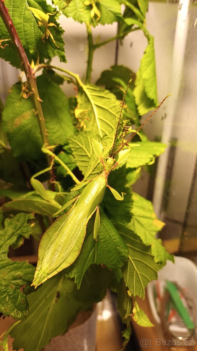 Lupenitka - strašilka. Letranti Tataba. Lupenitka Fipínská. - 2