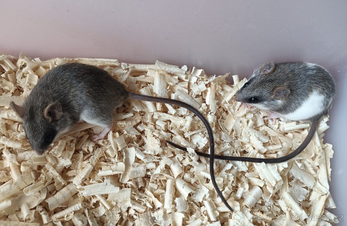 krysa akáciová - 2