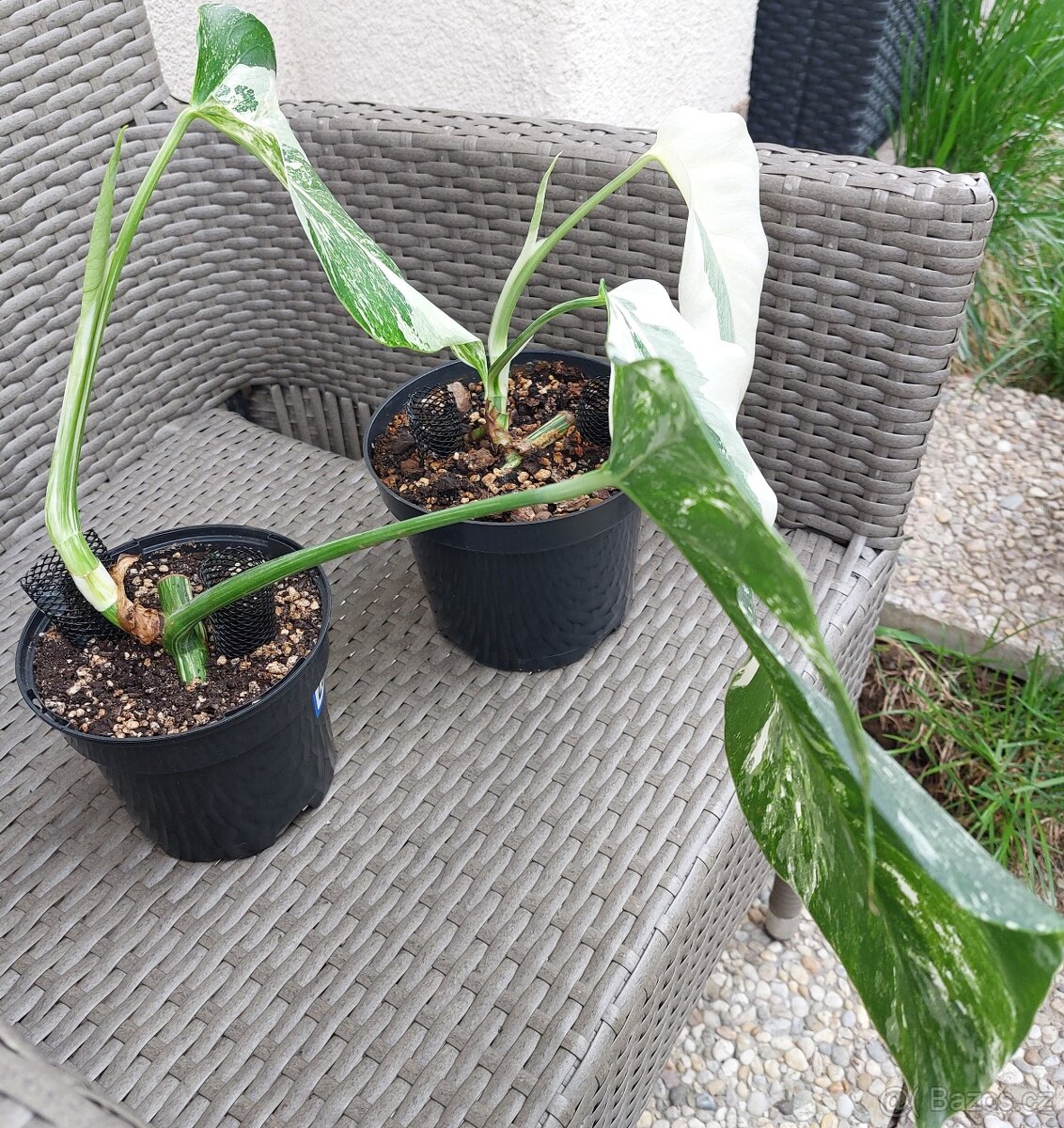 Monstera albo variegata - 2