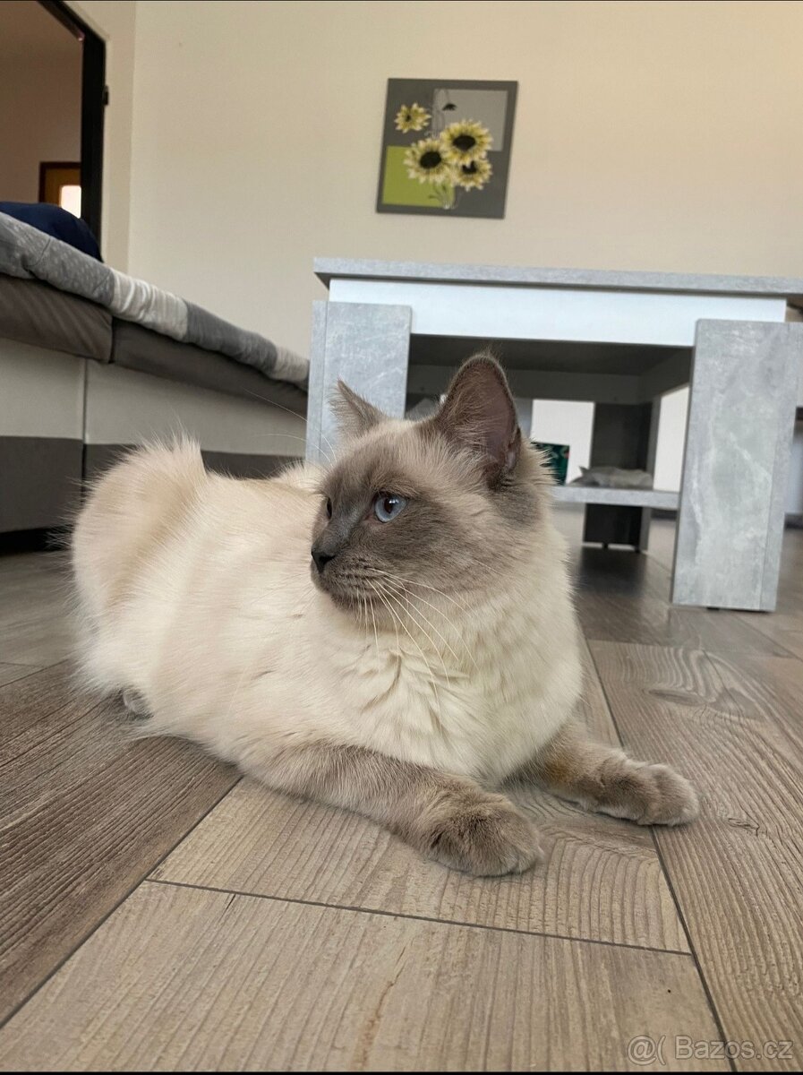 Kočka Ragdoll 2 roky - 2