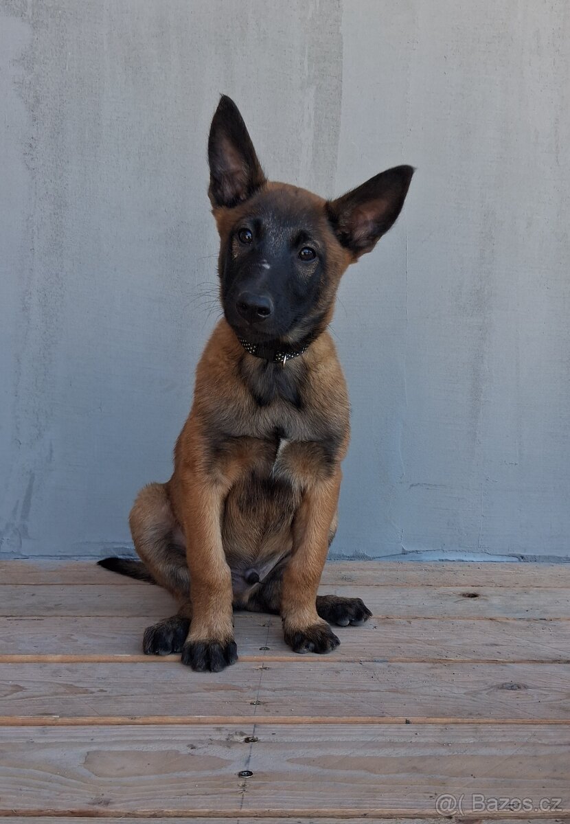 Štěňata Belgický ovčák malinois s PP - 2